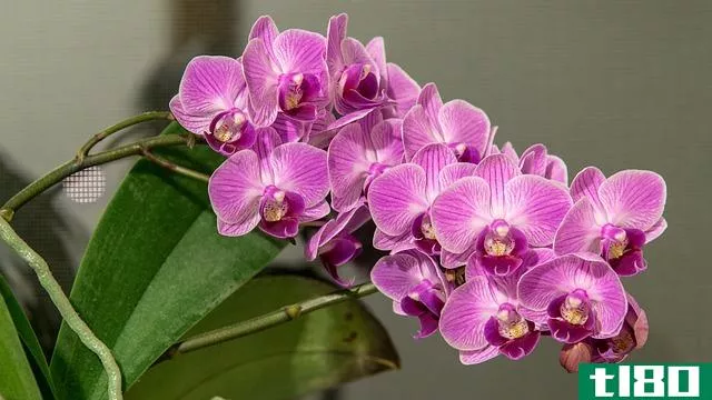 石斛(dendrobium)和蝴蝶兰(phalaenopsis orchids)的区别