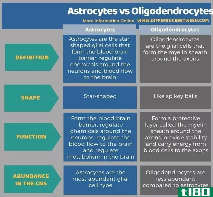 星形胶质细胞(astrocytes)和少突胶质细胞(oligodendrocytes)的区别