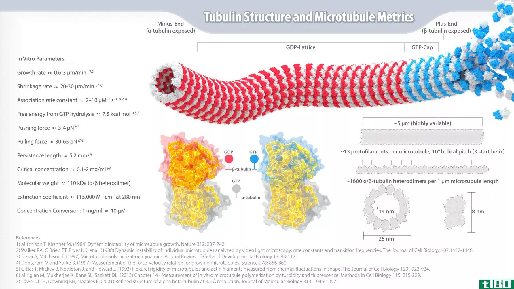 肌动蛋白丝(actin filaments)和微管(microtubules)的区别