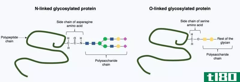 多肽(polypeptides)和聚酰胺(polyamides)的区别
