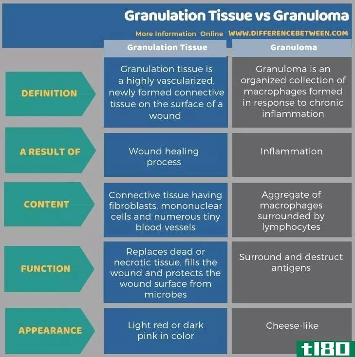 肉芽组织(granulation tissue)和肉芽肿(granuloma)的区别
