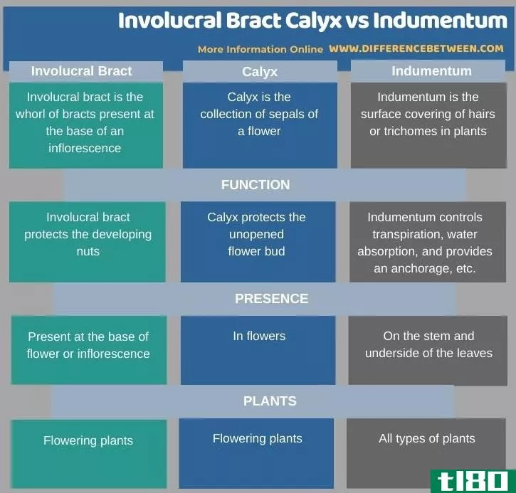 总苞片萼(involucral bract calyx)和硬脑膜(indumentum)的区别