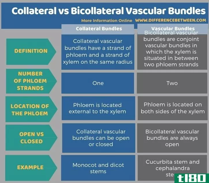 抵押品(collateral)和两侧维管束(bicollateral vascular bundles)的区别