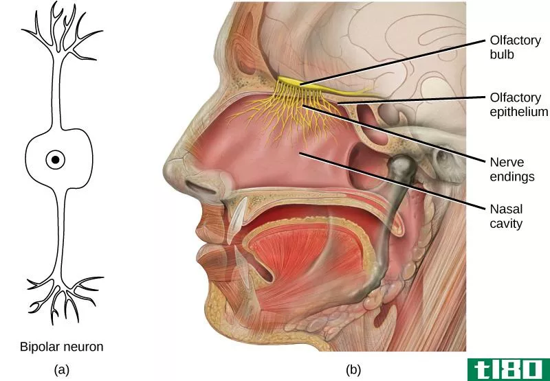 味觉感受器(gustatory receptors)和嗅觉受体(olfactory receptors)的区别