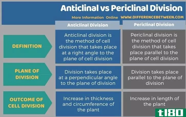 背斜(anticlinal)和周裂(periclinal division)的区别
