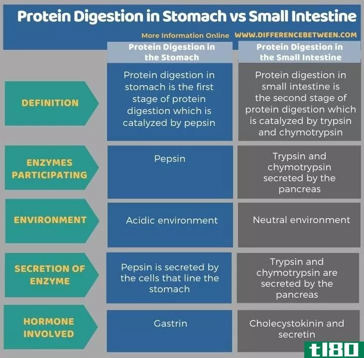 胃内蛋白质消化(protein digestion in stomach)和小肠(**all intestine)的区别