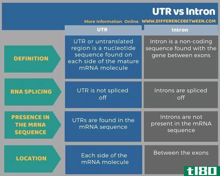 utr(utr)和内含子(intron)的区别