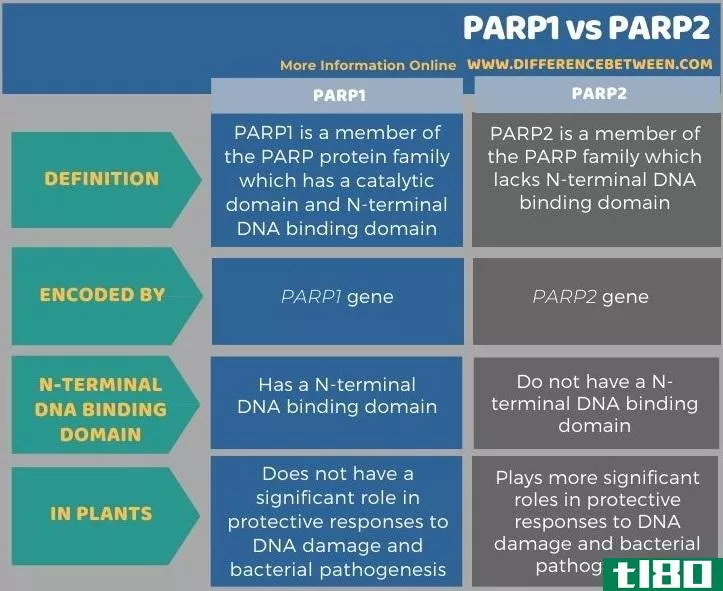 parp1(parp1)和帕尔2(parp2)的区别