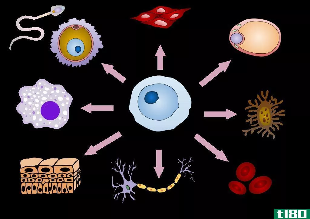 干细胞分化(stem cell differentiation)和自我更新(self renewal)的区别
