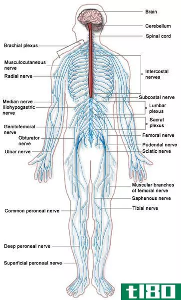 神经系统(nervous system)和内分泌系统(endocrine system)的区别