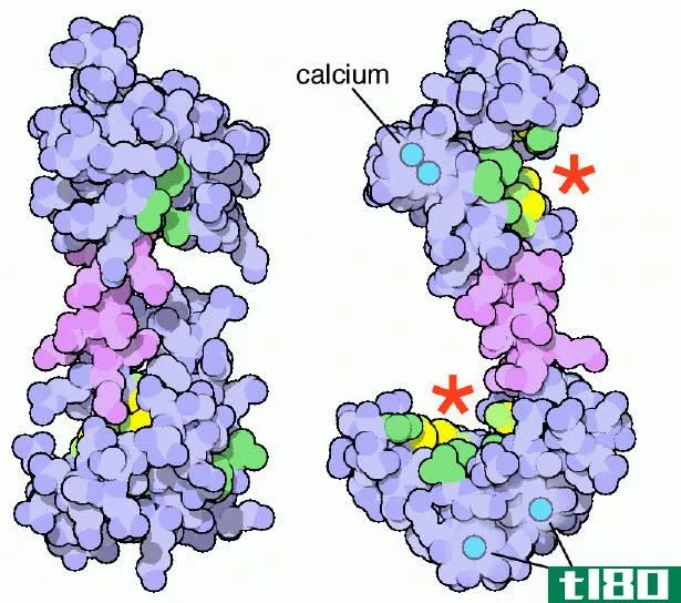肌钙蛋白(troponin)和钙调蛋白(calmo****n)的区别