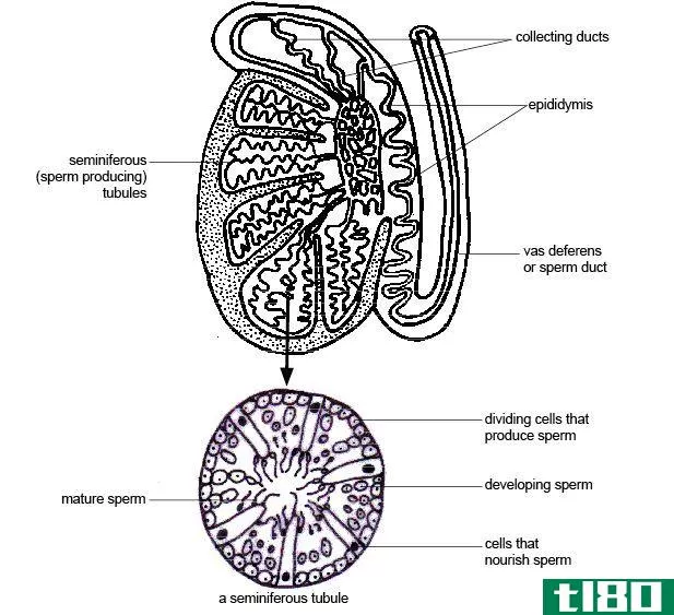 生精小管(seminiferous tubules)和间质细胞(leydig cells)的区别