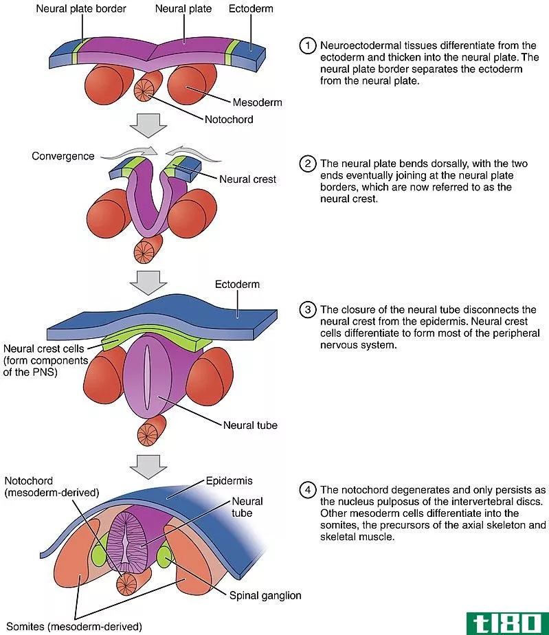 神经生长(neurulation)和原肠化(gastrulation)的区别