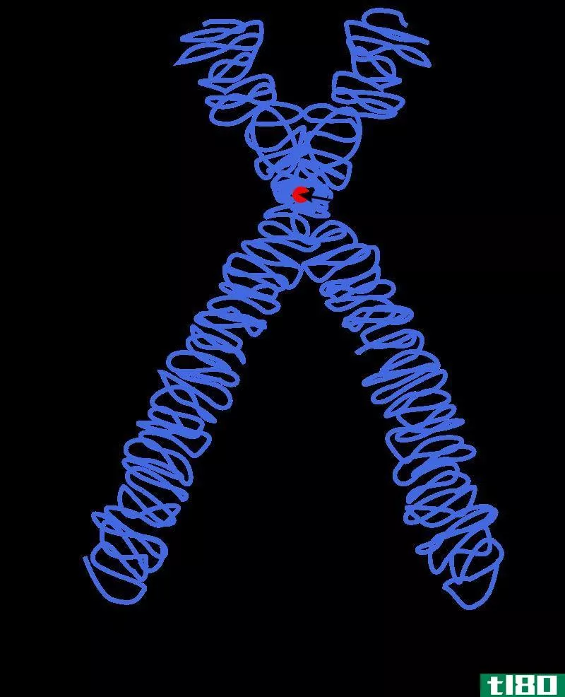 单中心双中心(monocentric dicentric)和多中心染色体(polycentric chromosomes)的区别
