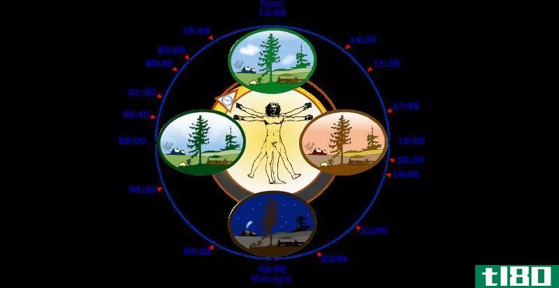 生物钟(biological clock)和昼夜节律(circadian rhythm)的区别