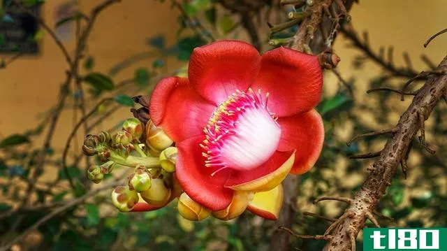 辐射对称的(actinomorphic)和左右对称花(zygomorphic flower)的区别