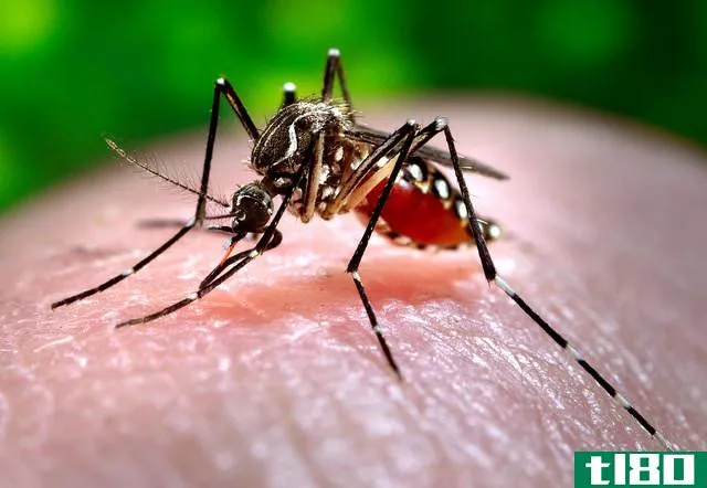 登革热蚊子(dengue mosquito)和普通蚊子(normal mosquito)的区别