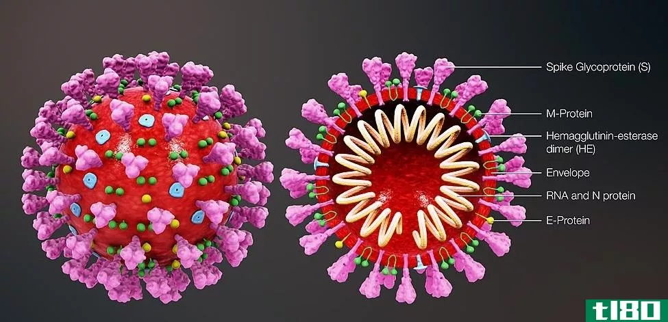 汉坦病毒(hantavirus)和冠状病毒(coronavirus)的区别
