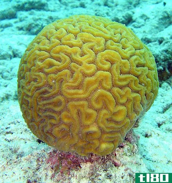 有限合伙人(lps)和sps珊瑚(sps corals)的区别