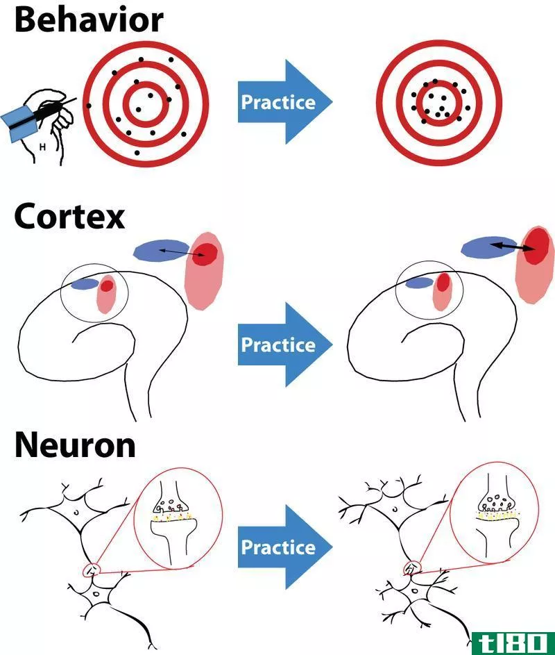 神经发生神经可塑性(neurogenesis neuroplasticity)和神经再生(neuroregeneration)的区别
