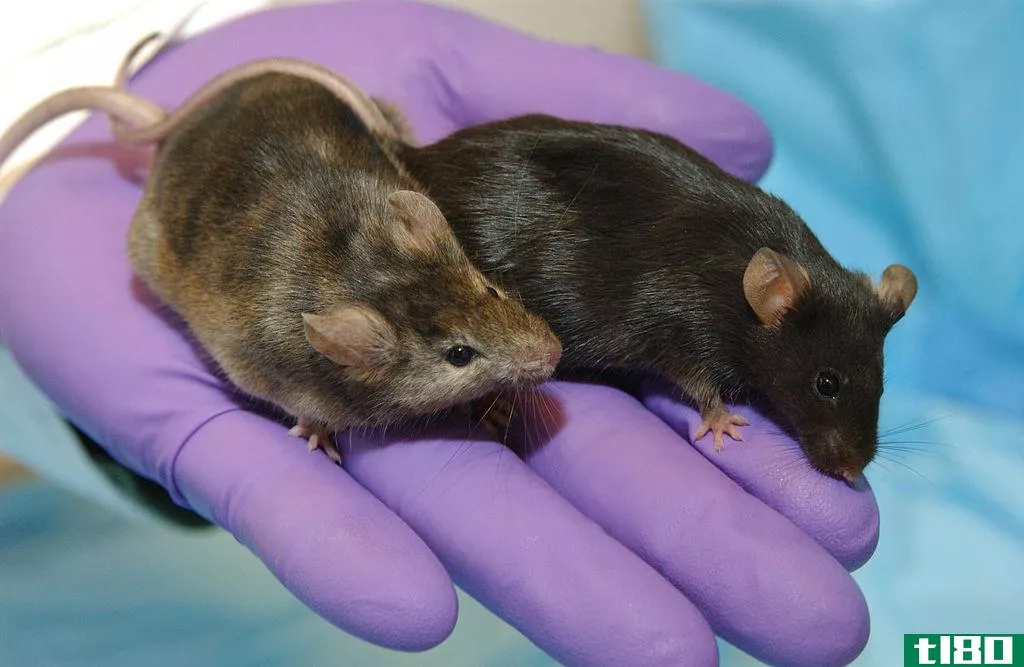 转基因(transgenic)和基因剔除小鼠(knockout mice)的区别