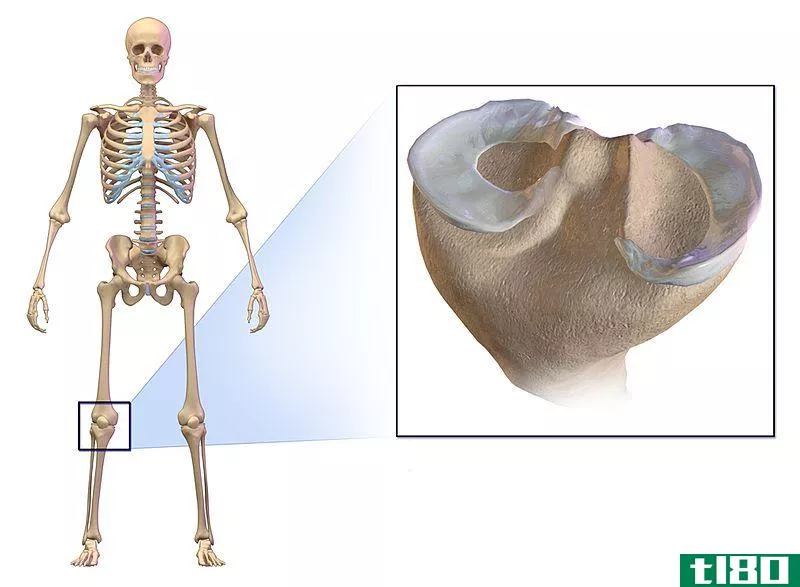 半月板(meniscus)和韧带(ligament)的区别