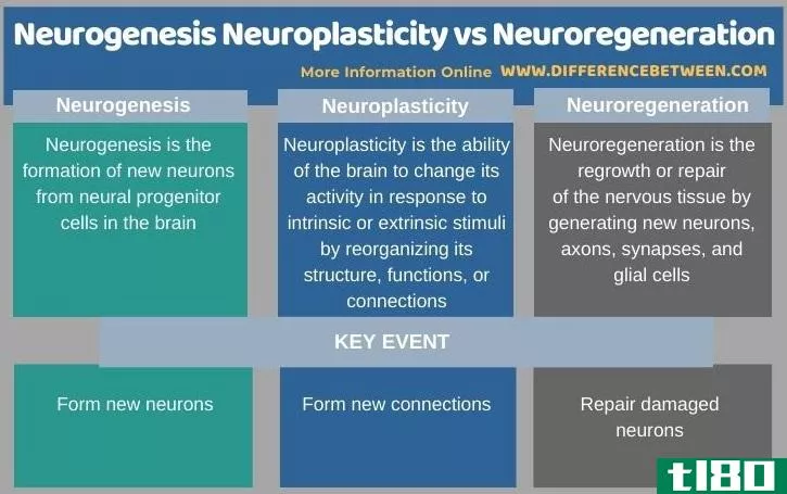 神经发生神经可塑性(neurogenesis neuroplasticity)和神经再生(neuroregeneration)的区别