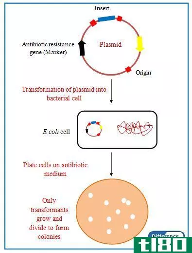 转化子(transformants)和重组子(recombinants)的区别