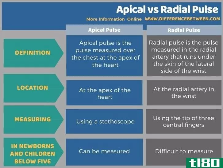 顶端(apical)和径向脉冲(radial pulse)的区别