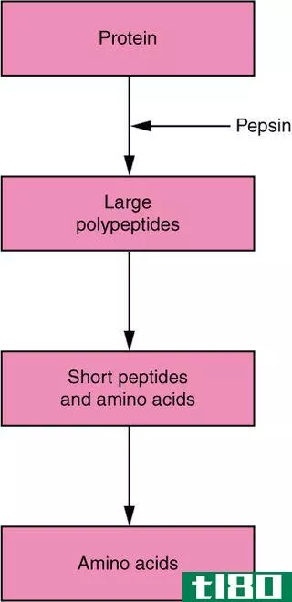 简单蛋白质(simple protein)和结合蛋白(conjugated protein)的区别