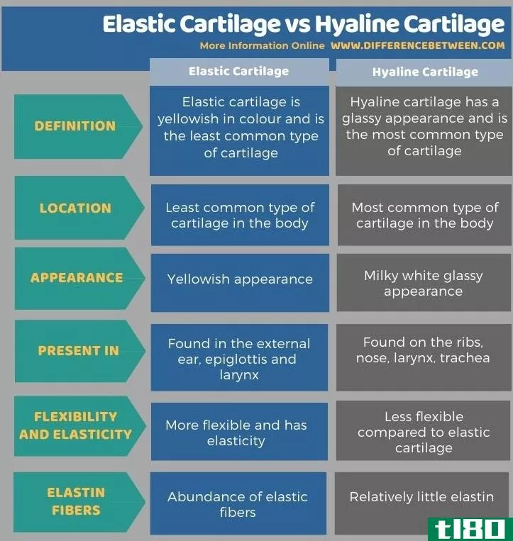 弹性软骨(elastic cartilage)和透明软骨(hyaline cartilage)的区别