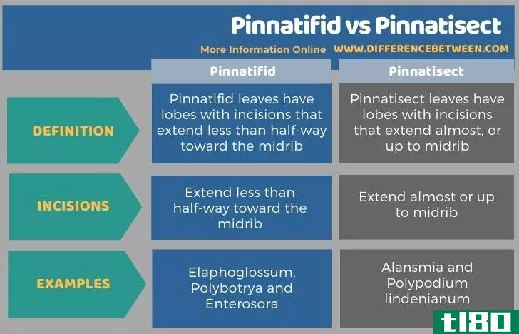 羽状裂(pinnatifid)和羽状全裂(pinnatisect)的区别