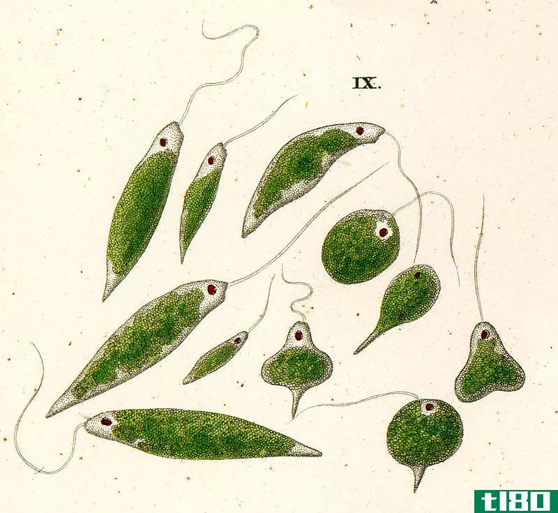 裸藻(euglenoids)和眼虫(euglena)的区别