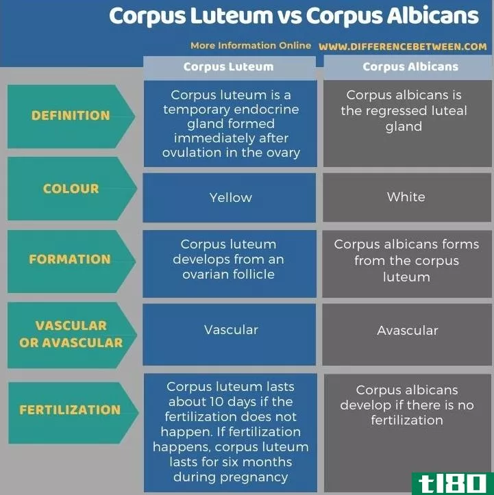 黄体(corpus luteum)和白色体(corpus albicans)的区别