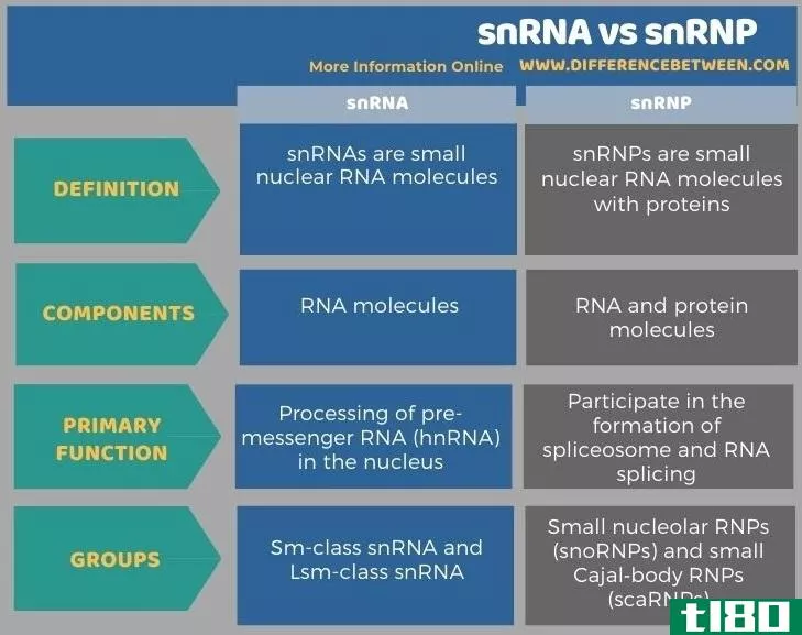 单核苷酸核糖核酸(snrna)和snrnp公司(snrnp)的区别