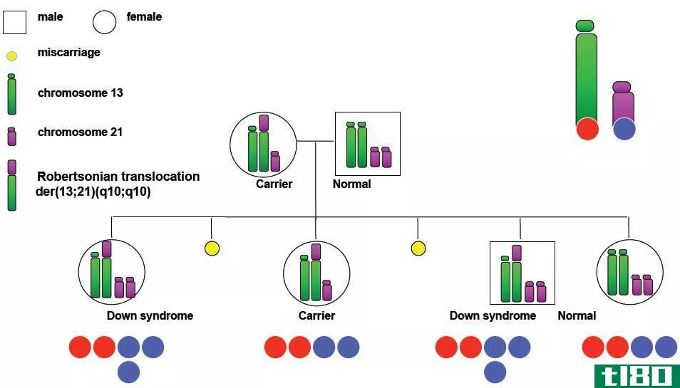 罗伯逊易位(robertsonian translocation)和等色体(isochromosome)的区别