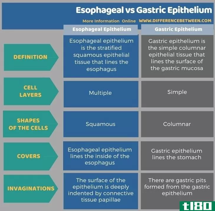 食道(esophageal)和胃上皮(gastric epithelium)的区别