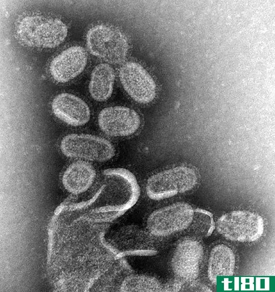 冠状病毒(coronavirus)和流感(influenza)的区别
