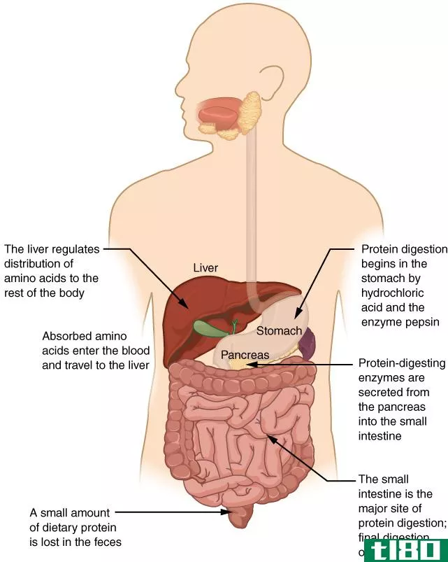 胃内蛋白质消化(protein digestion in stomach)和小肠(**all intestine)的区别