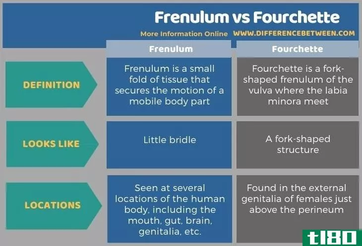 系带(frenulum)和福切特(fourchette)的区别