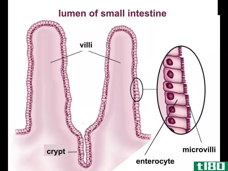 纤毛(cilia stereocilia)和微绒毛(microvilli)的区别