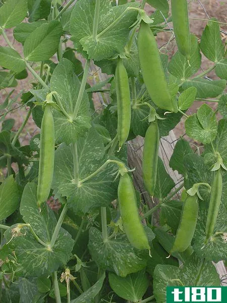 臭山楂(lathyrus odoratus)和豌豆(pisum sativum)的区别
