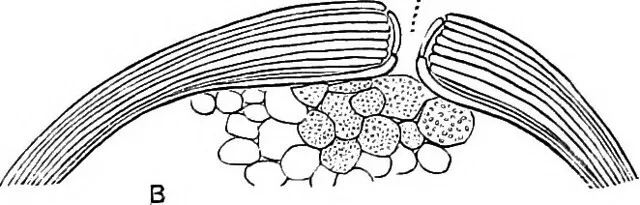 外生的(exogenous)和内生芽(endogenous budding)的区别