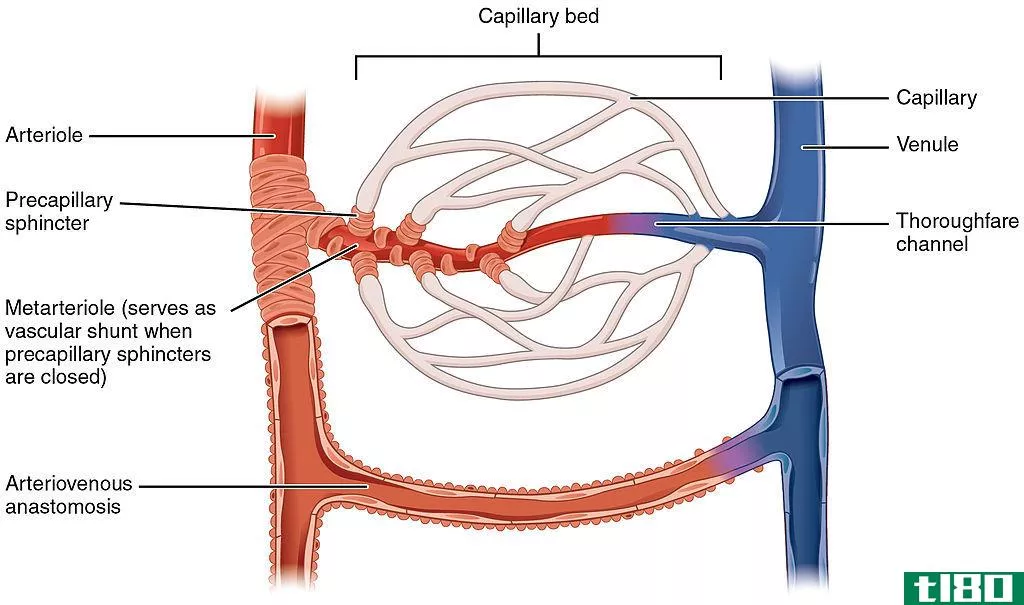 吻合(anastomosis)和侧支循环(collateral circulation)的区别