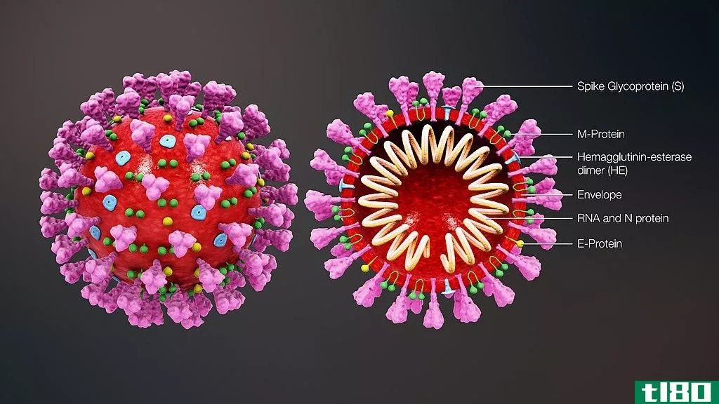 冠状病毒(coronavirus)和流感(influenza)的区别