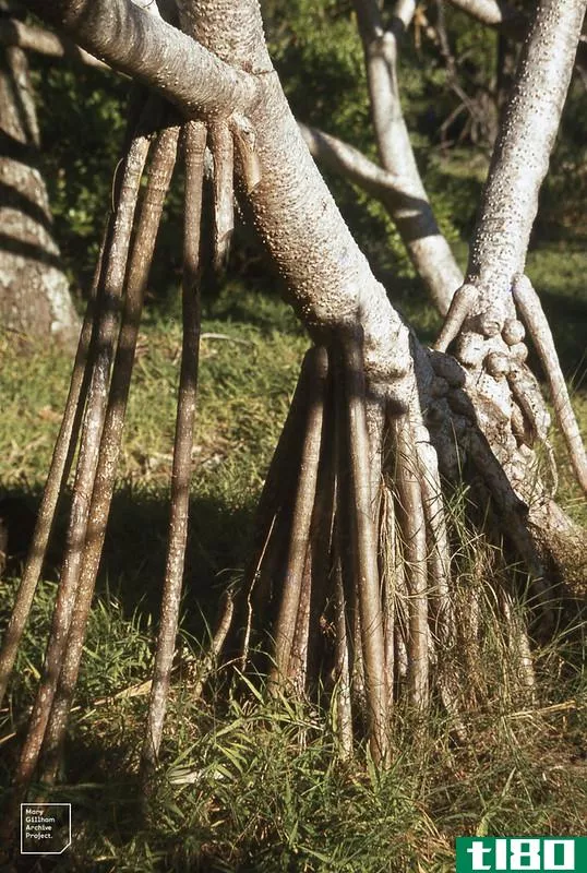 支柱根(prop root)和高跷根(stilt root)的区别