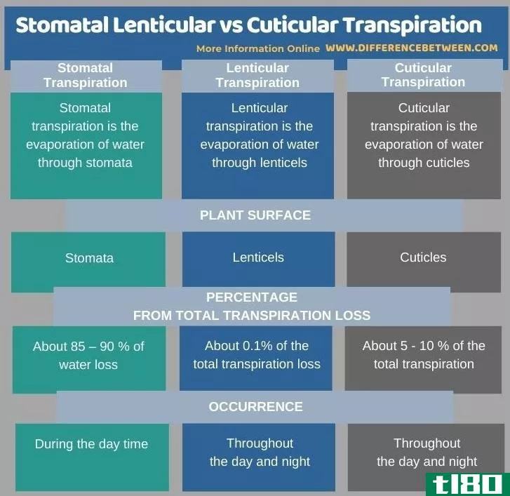气孔豆状(stomatal lenticular)和表皮蒸腾作用(cuticular transpiration)的区别