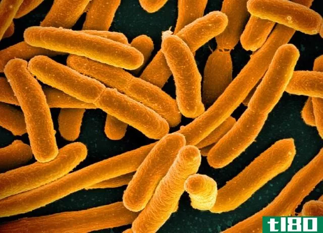大肠杆菌(e coli)和粘质沙雷氏菌(serratia marcescens)的区别