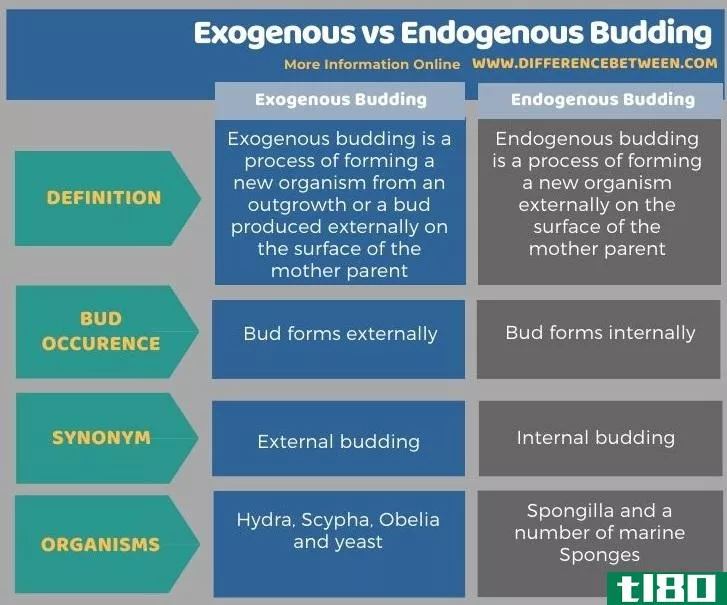 外生的(exogenous)和内生芽(endogenous budding)的区别
