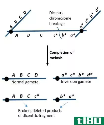 单中心双中心(monocentric dicentric)和多中心染色体(polycentric chromosomes)的区别